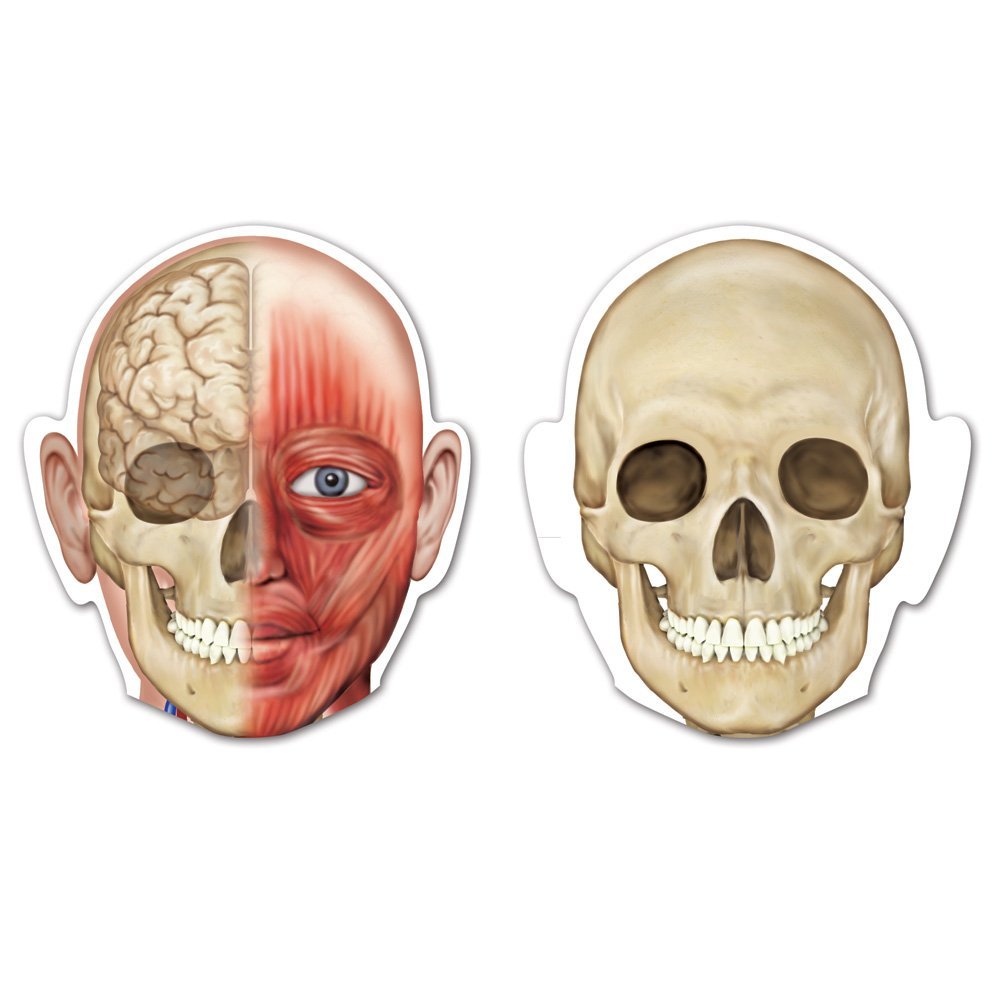 Learning Resources Double-Sided Magnetic Human Body Model, 90cm Anatomy Learning Set for Kids, Includes 17 Magnetic Pieces, Skeletal & Organ Systems, Write-On Wipe-Off Feature, Educational Toy for Classrooms & Home