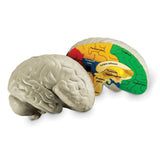 Learning Resources Cross-Section Human Brain Model, 13cm Soft Foam Anatomy Learning Toy, Realistically Detailed with Labeled & Self-Assessment Sides, Includes Activity Guide, Educational Science Toy for Ages 7+