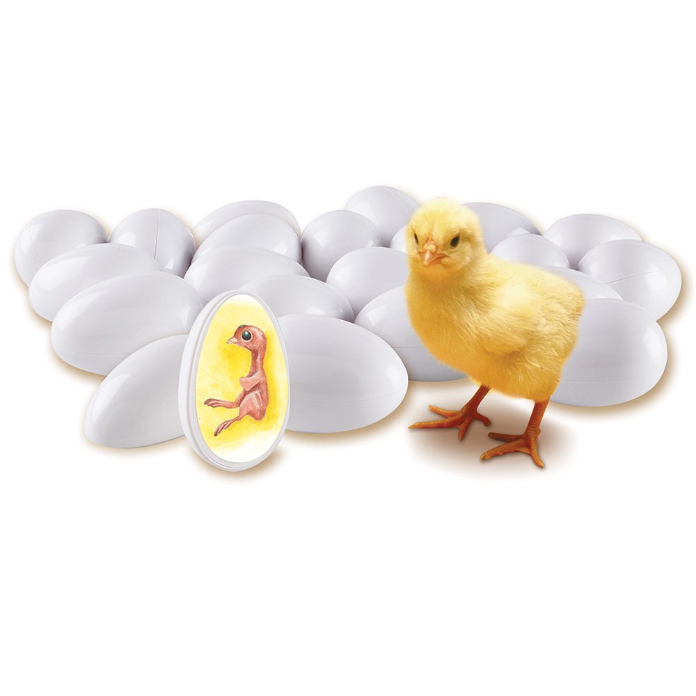 Learning Resources Chick Life Cycle Exploration Set, Hands-On 21-Day Development Learning Toy, STEM Educational Resource, Ages 5+