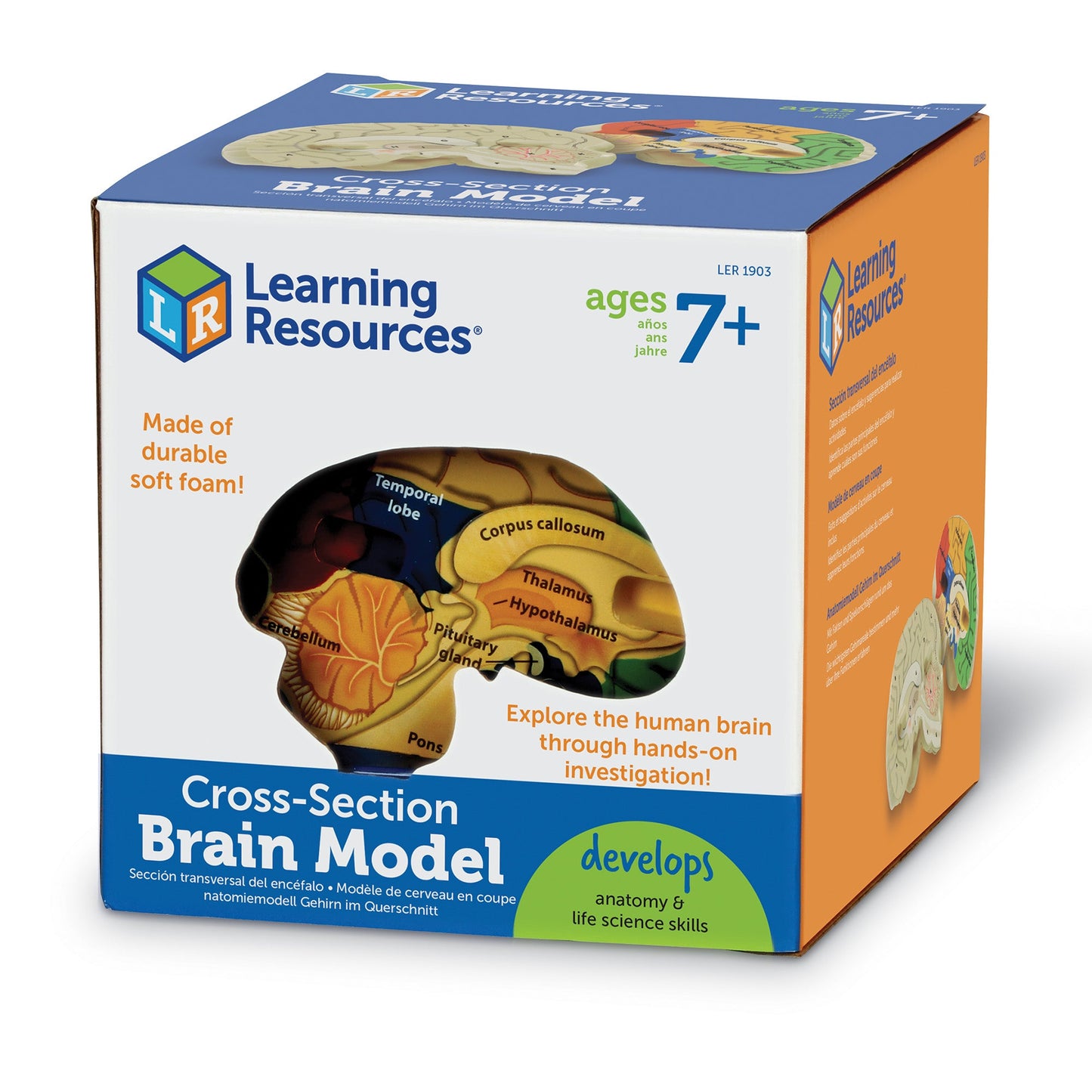 Learning Resources Cross-Section Human Brain Model, 13cm Soft Foam Anatomy Learning Toy, Realistically Detailed with Labeled & Self-Assessment Sides, Includes Activity Guide, Educational Science Toy for Ages 7+