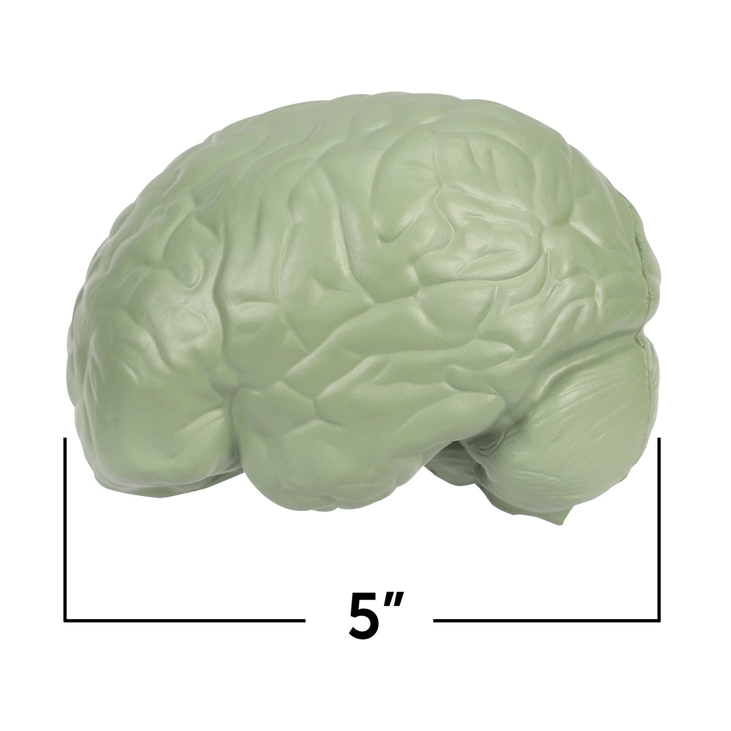 Learning Resources Cross-Section Human Brain Model, 13cm Soft Foam Anatomy Learning Toy, Realistically Detailed with Labeled & Self-Assessment Sides, Includes Activity Guide, Educational Science Toy for Ages 7+
