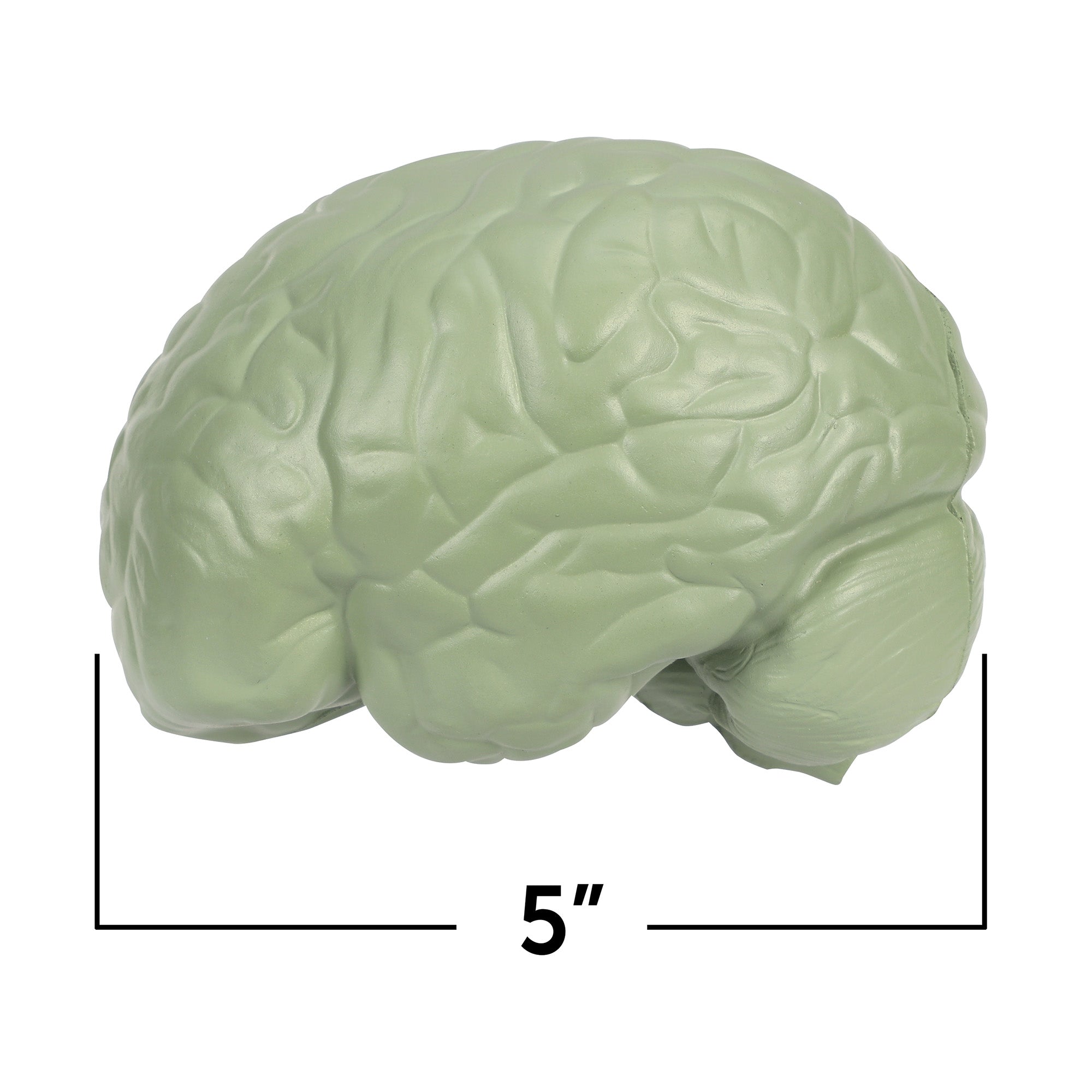 Learning Resources Cross-Section Human Brain Model, 13cm Soft Foam Anatomy Learning Toy, Realistically Detailed with Labeled & Self-Assessment Sides, Includes Activity Guide, Educational Science Toy for Ages 7+