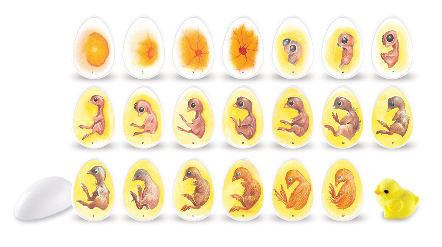 Learning Resources Chick Life Cycle Exploration Set, Hands-On 21-Day Development Learning Toy, STEM Educational Resource, Ages 5+