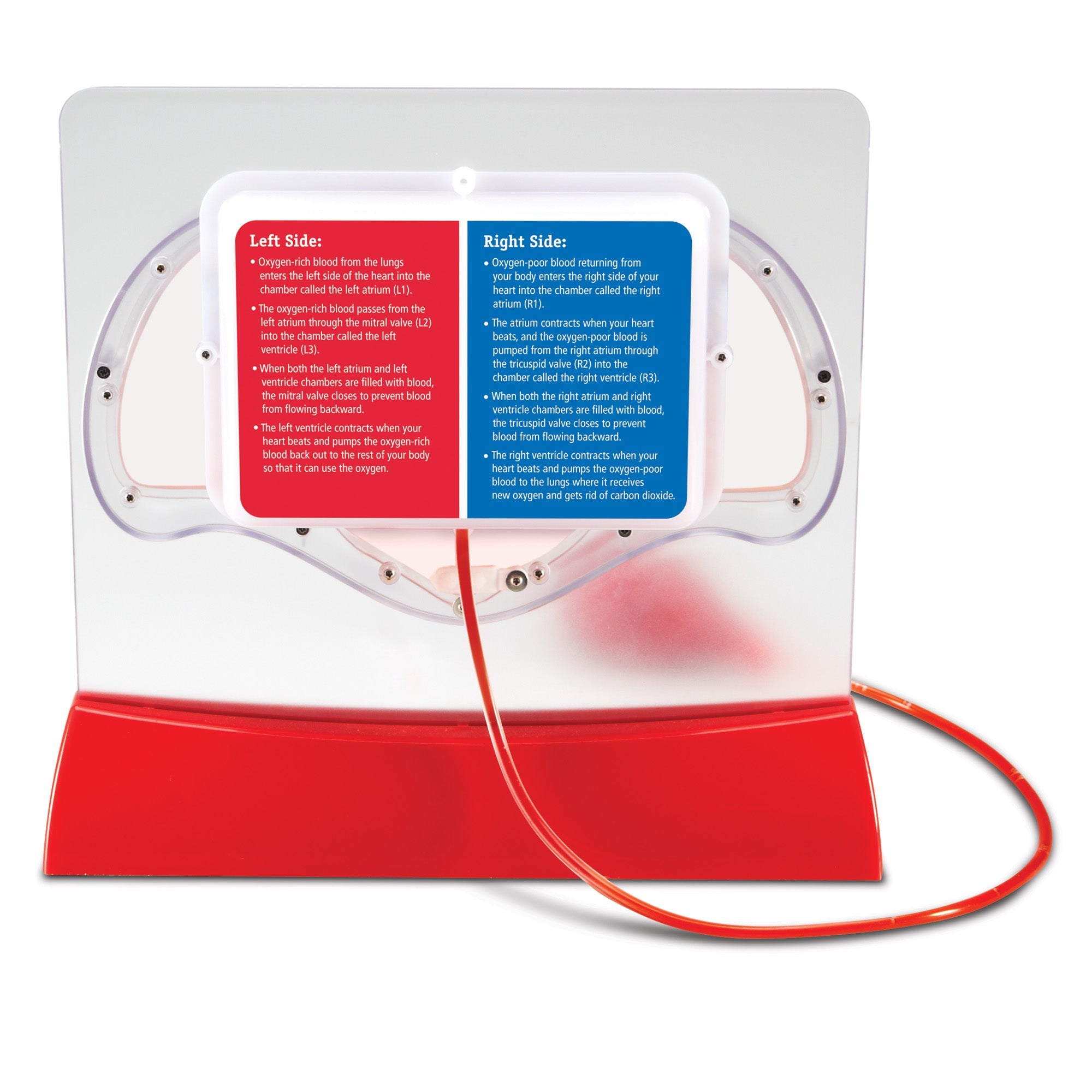 Learning Resources Pumping Heart Model, Interactive Human Anatomy Learning Toy, Demonstrates Blood Flow & Oxygen Exchange, Includes 10 Dye Packs & Activity Guide, Educational Science Kit for Ages 8+
