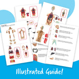 Learning Resources Human Body Anatomy Display Model, 31-Piece Miniature Model for Kids to Explore Body Systems and Organs, Ideal for Ages 8+